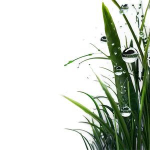 Green Grass With Dew Drops Png 06262024 PNG image