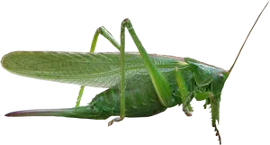 Green Grasshopper Transparent Background PNG image