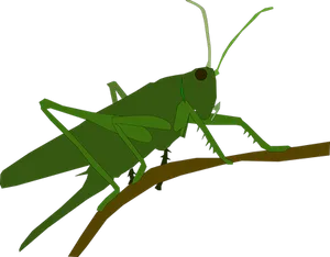 Green Grasshopper Vector Illustration