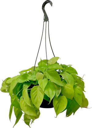 Green Hanging Plant Black Background.jpg PNG image