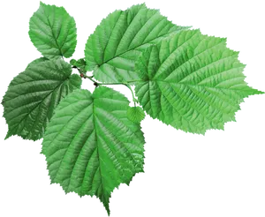 Green Hazel Leaves Transparent Background