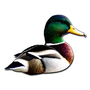 Green Head Mallard Duck PNG 41