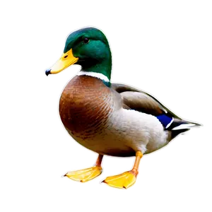 Green Head Mallard Duck Png 72 PNG image