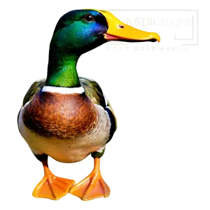 Green Head Mallard Duck PNG Tkb PNG