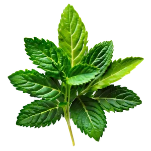 Green Herb Png 10 PNG image