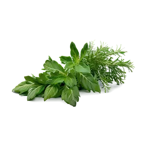 Green Herb Png 33 PNG image