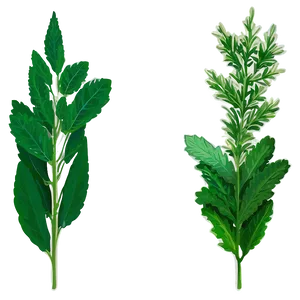 Green Herb Png Yug PNG image