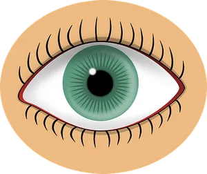 Green Human Eye Illustration PNG image