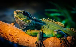 Green Iguana Baskingon Branch PNG image