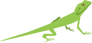 Green Iguana Illustration.png PNG image