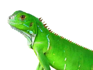 Green Iguana Portrait PNG image