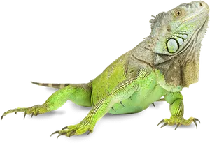 Green Iguana Profile Pose PNG image