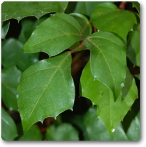 Green Ivy Leaves Closeup PNG image