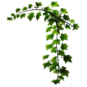 Green Ivy Vine Branch PNG image