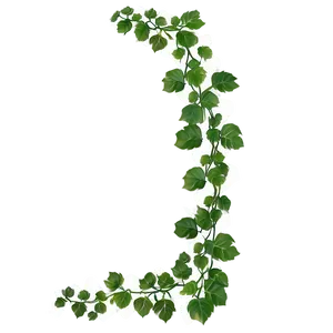 Green Ivy Vine Isolated Background PNG image