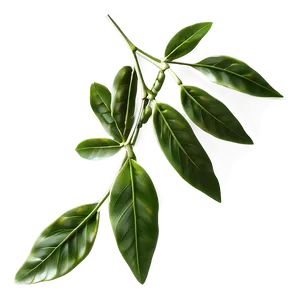 Green Laurel Leaves Png 06262024 PNG image