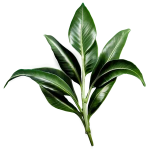 Green Laurel Leaves Png 06262024 PNG image