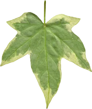 Green Leaf Black Background