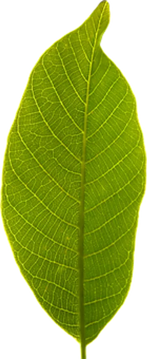 Green Leaf Black Background