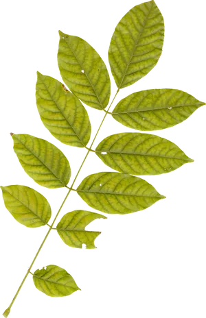 Green Leaf Branch Black Background