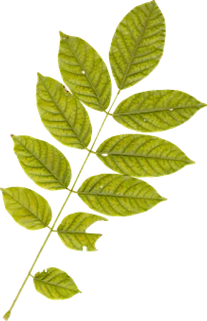 Green Leaf Branch Black Background