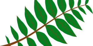 Green Leaf Branch Vector Illustration PNG
