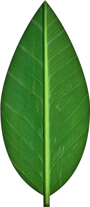 Green Leaf Clipart Single PNG image