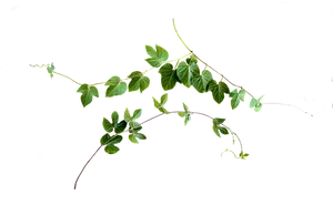 Green Leaf Garland Transparent Background PNG image