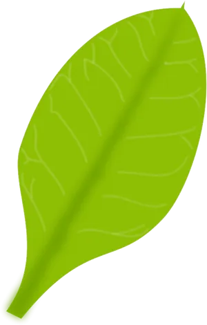 Green Leaf Illustration PNG image