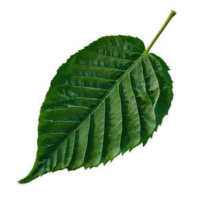 Green Leaf PNG Tqh51