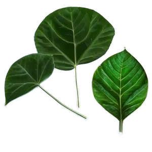 Green Leaf PNG Try