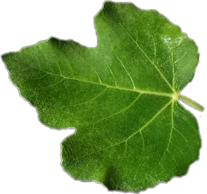 Green Leaf Texture Closeup PNG
