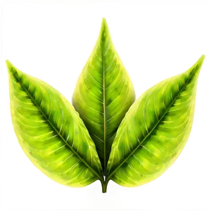 Green Leaf Texture Png 50 PNG image