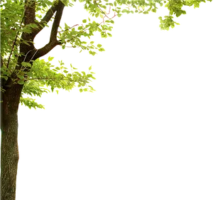 Green Leaf Tree Frameon Transparent Background PNG image
