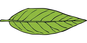 Green Leaf Vector Illustration