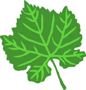 Green Leaf Vector Illustration