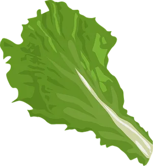 Green Leaf Vector Illustration