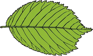 Green Leaf Vector Illustration