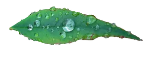 Green Leaf Water Droplets