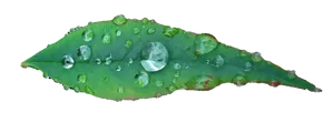 Green Leaf Water Droplets Black Background PNG image