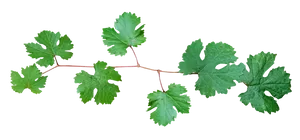 Green Leafy Branch Against Black Background PNG image