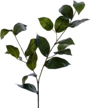 Green Leafy Branch Black Background PNG image