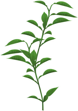 Green Leafy Branch Black Background