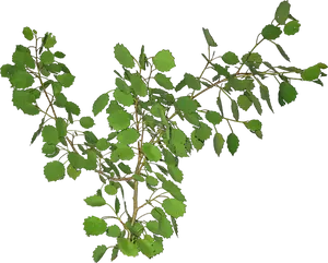 Green Leafy Branches Transparent Background PNG image