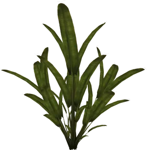 Green Leafy Plant Black Background