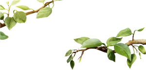 Green Leafy Tree Branch.png PNG image