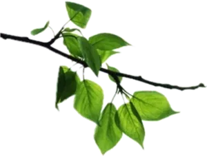 Green Leafy Tree Branch.png PNG image