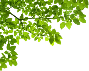 Green Leaves Black Background.jpg PNG image