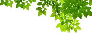 Green Leaves Black Background PNG image