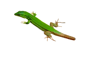 Green Lizard Black Background PNG image